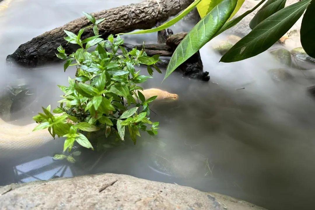 小木牌_木牌小挂件图片_木牌小精灵
