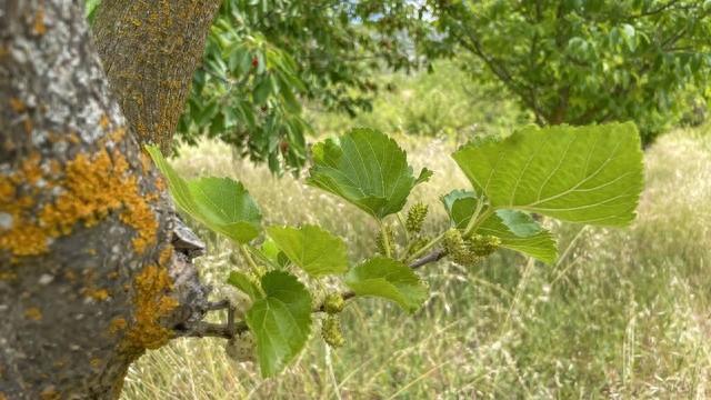 阴树种植禁忌_哪五种树_不吉利树木种类