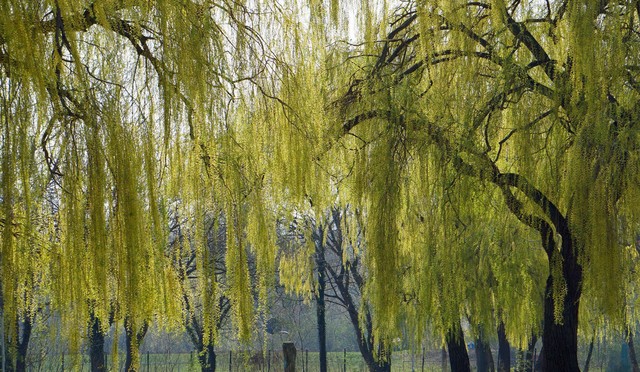 阴树种植禁忌_哪五种树_不吉利树木种类
