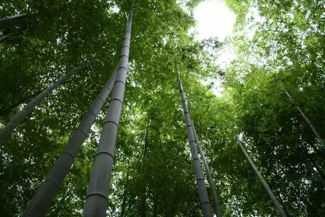 竹制家居创新_竹板材_竹文化传承与设计