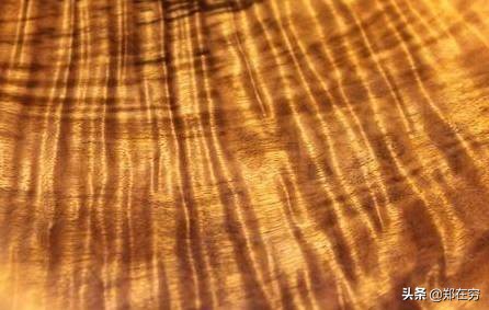 比黄金还贵的木头_金丝楠木价值_江西野生金丝楠木群