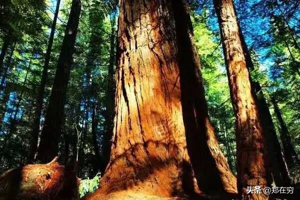 比黄金还贵的木头_江西野生金丝楠木群_金丝楠木价值