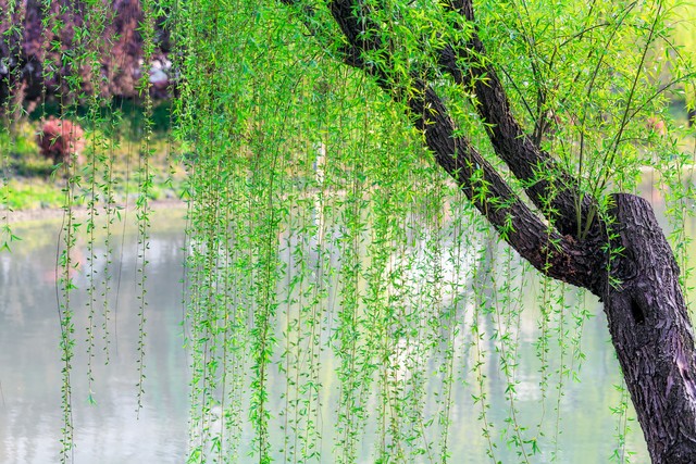 好木材有哪些_传统木头砧板种类_天然木头砧板