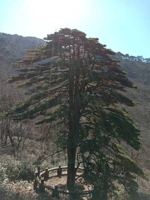 好木材有哪些_茶条槭拐杖_榆木拐杖