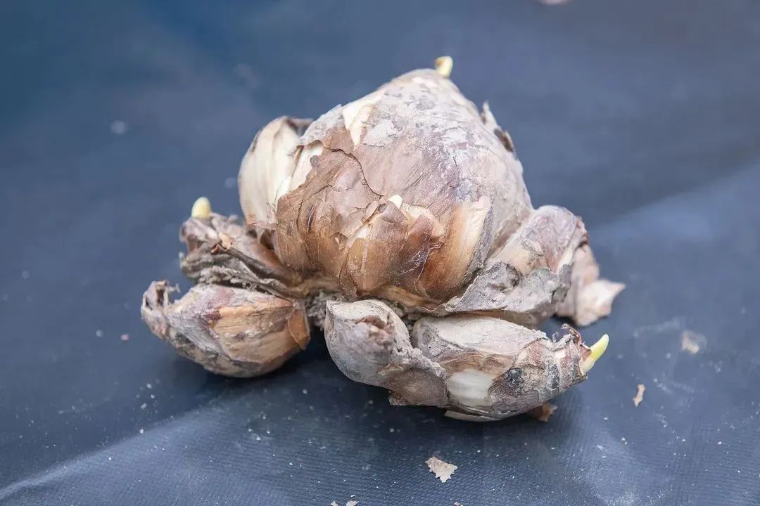 水仙养护方法_水仙雕刻技巧_初学根雕如何着手