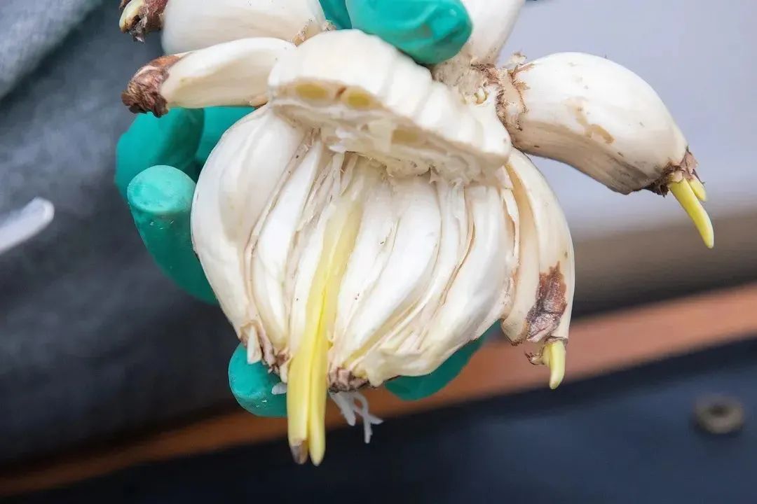 初学根雕如何着手_水仙雕刻技巧_水仙养护方法