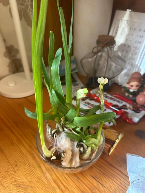 初学根雕如何着手_水仙雕刻技巧_水仙养护方法