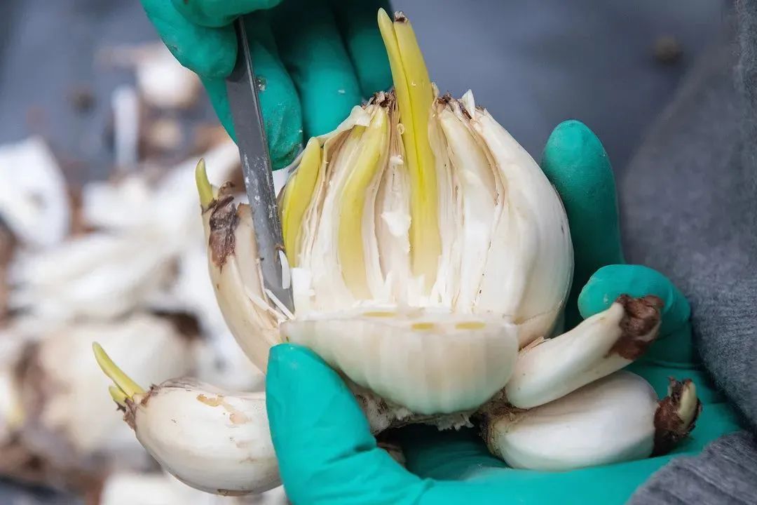 初学根雕如何着手_水仙养护方法_水仙雕刻技巧