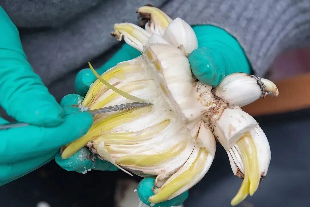 初学根雕如何着手_水仙养护方法_水仙雕刻技巧