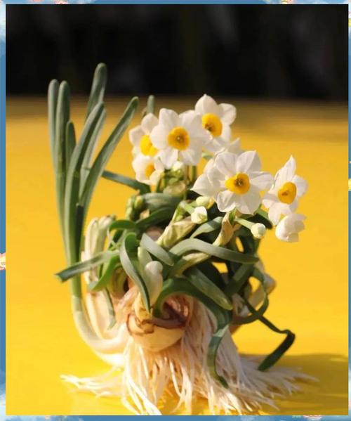 初学根雕如何着手_水仙养护方法_水仙雕刻技巧