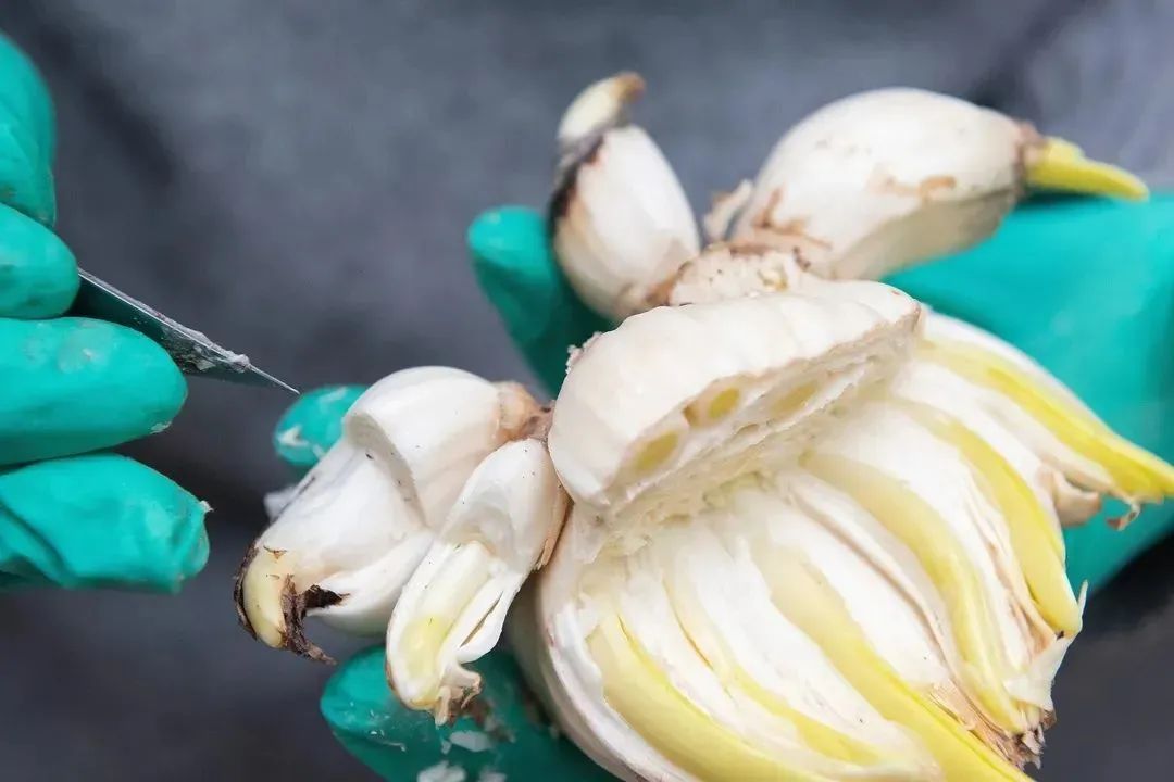 水仙养护方法_初学根雕如何着手_水仙雕刻技巧