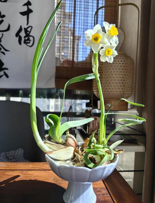 水仙雕刻技巧_水仙养护方法_初学根雕如何着手