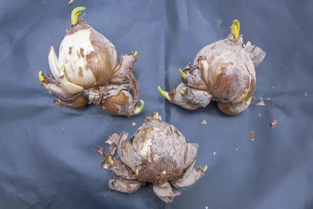 初学根雕如何着手_水仙雕刻技巧_水仙养护方法