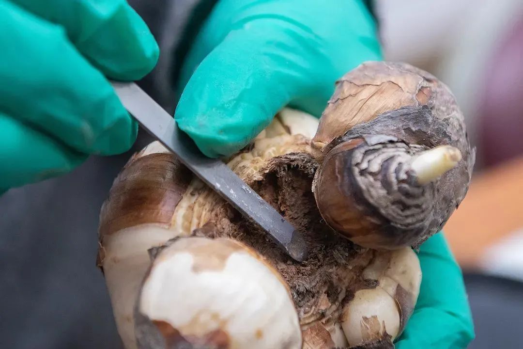 水仙雕刻技巧_初学根雕如何着手_水仙养护方法