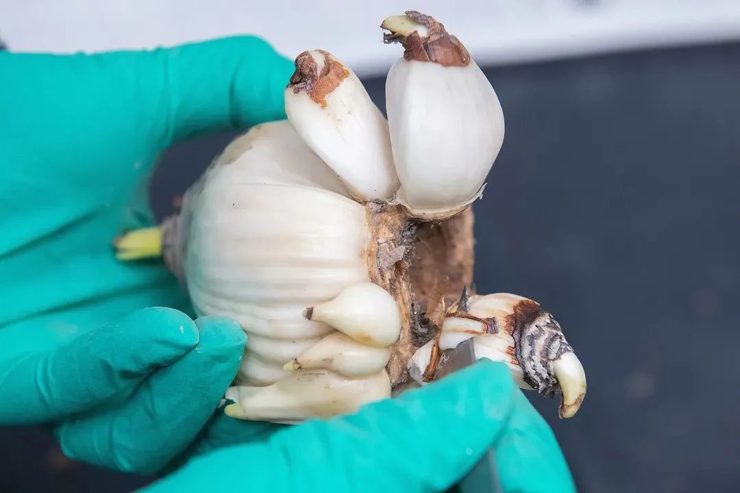 初学根雕如何着手_水仙雕刻技巧_水仙养护方法