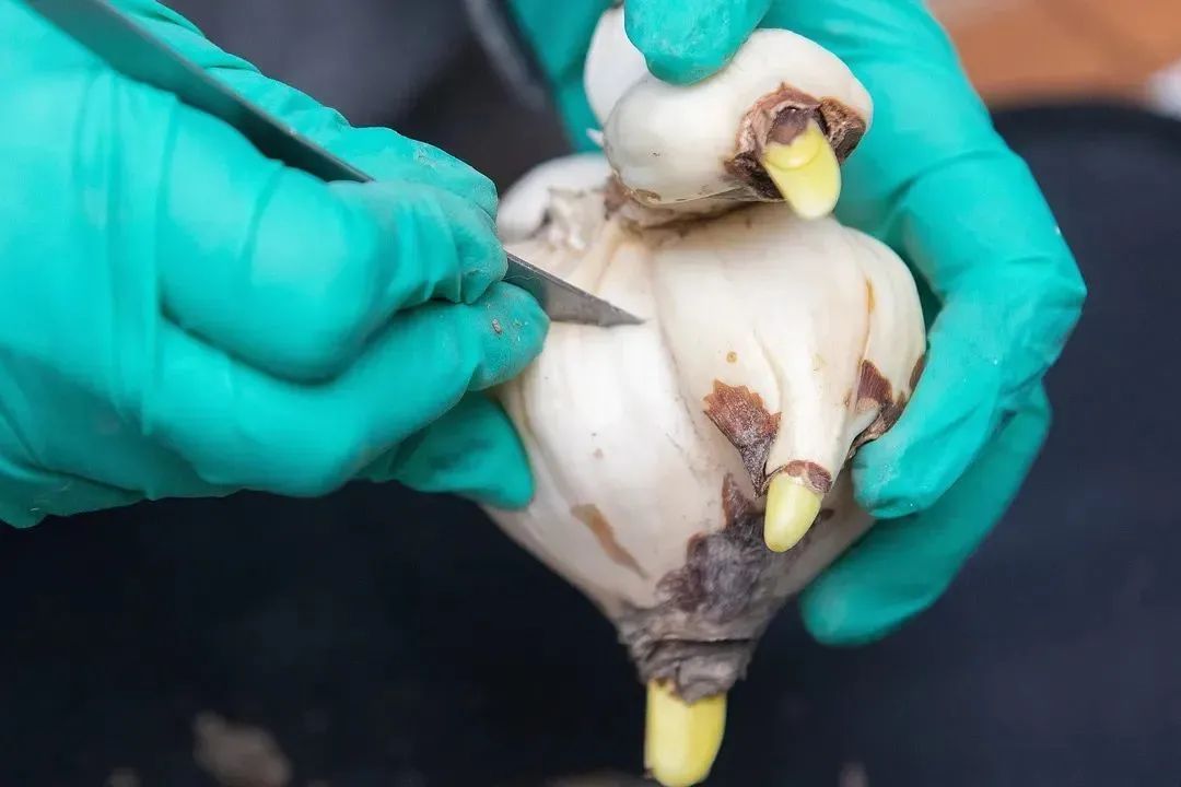 水仙养护方法_初学根雕如何着手_水仙雕刻技巧