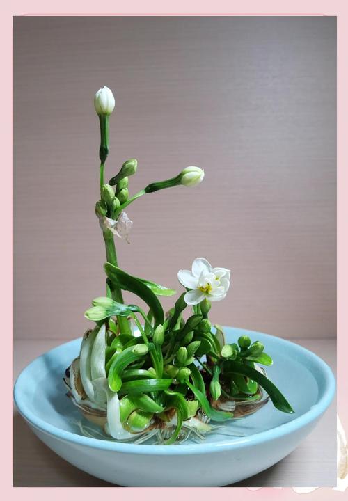 初学根雕如何着手_水仙养护方法_水仙雕刻技巧