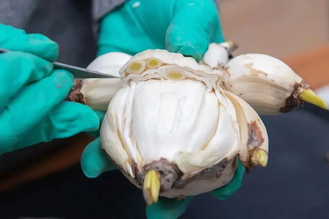 水仙养护方法_水仙雕刻技巧_初学根雕如何着手