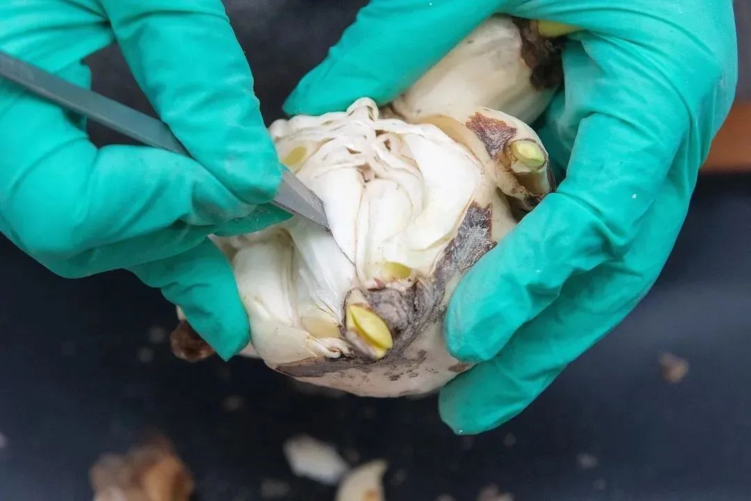 水仙养护方法_初学根雕如何着手_水仙雕刻技巧