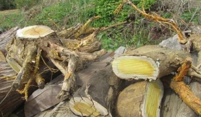 木材市场黑天鹅事件_黄杨木野生料封禁政策_进口木材名称大全