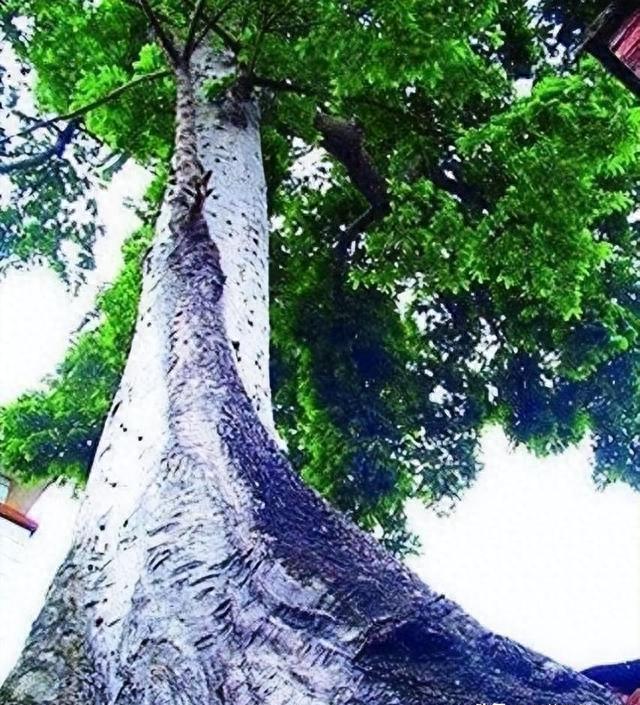 铁桦木应用_铁桦木硬度_木材硬度