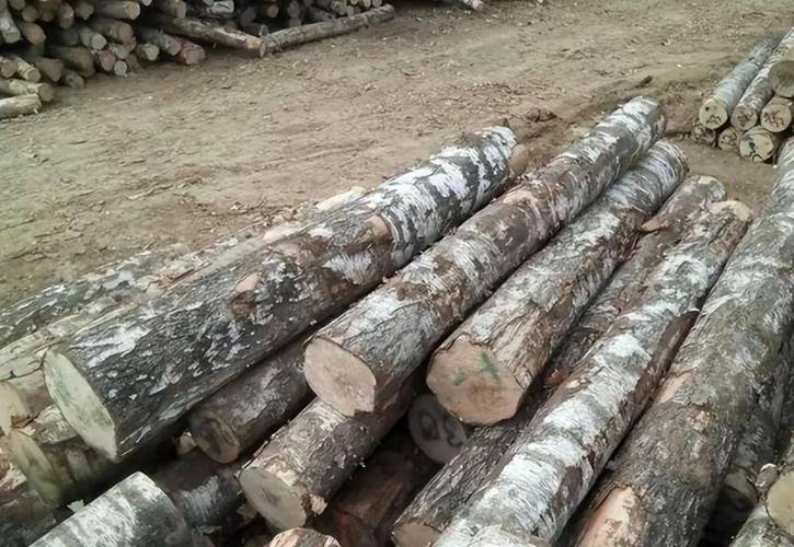 铁桦木硬度_木材硬度_铁桦木应用