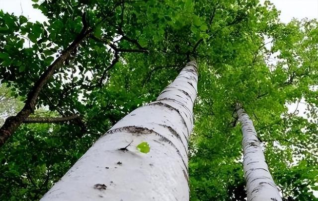 木材硬度_铁桦木应用_铁桦木硬度