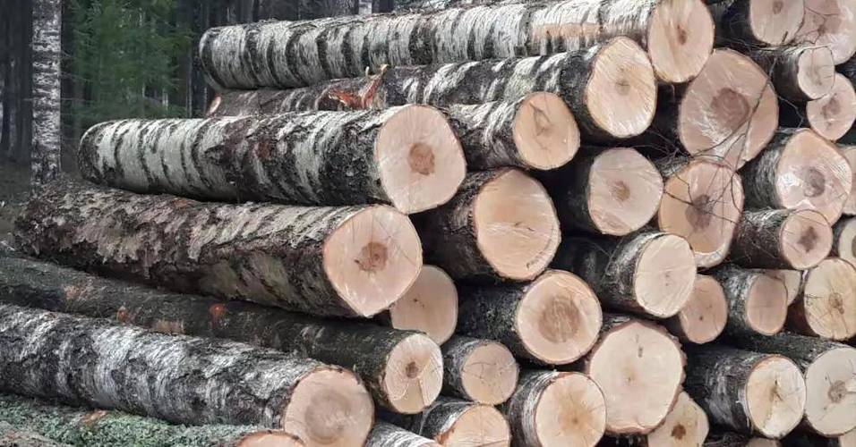 铁桦木硬度_木材硬度_铁桦木应用