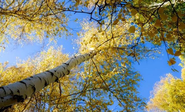 铁桦木硬度_木材硬度_铁桦木应用