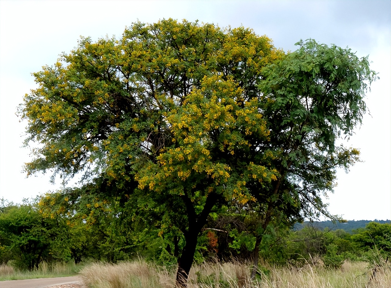 木材硬度测量布氏法_木材硬度_橡树落叶松硬度对比