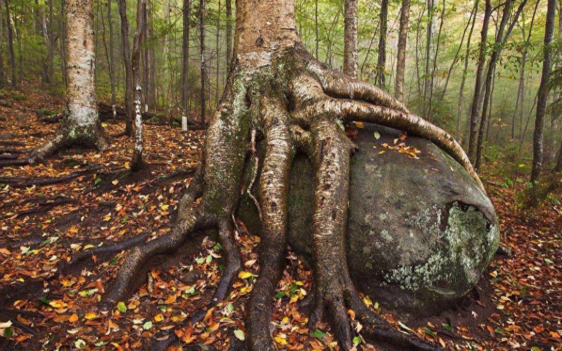 铁桦树木材应用领域_铁桦树硬度原理_木材硬度