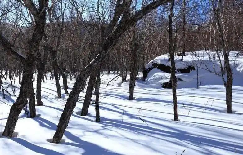 木材硬度_铁桦树木材应用领域_铁桦树硬度原理