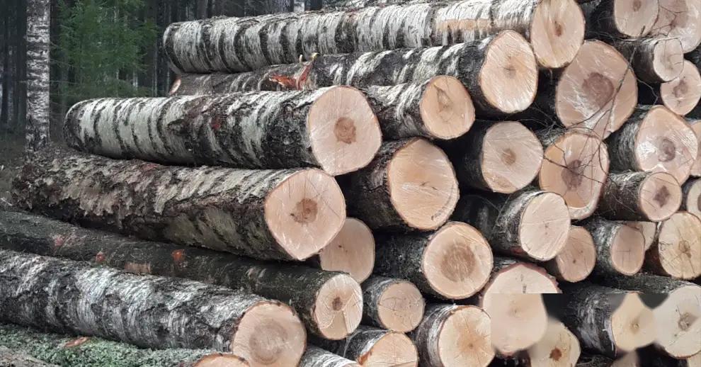 铁桦树硬度原理_铁桦树木材应用领域_木材硬度