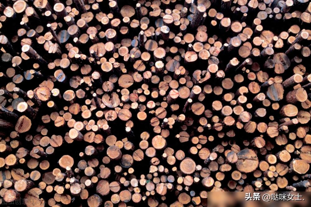 木材硬度_铁桦木硬度_铁桦木家具制作工艺