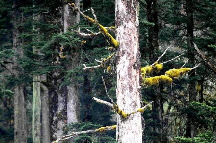 木材硬度_铁桦木家具制作工艺_铁桦木硬度